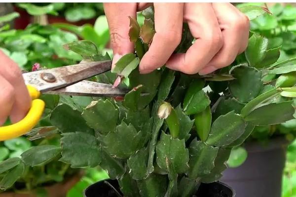 蟹爪兰花期的养护方法，每隔1个月追施一次复合肥