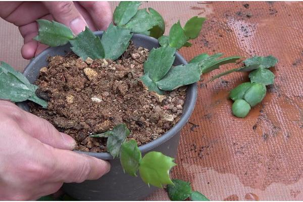 蟹爪兰花期的养护方法，每隔1个月追施一次复合肥