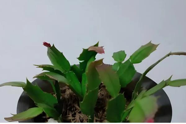 蟹爪兰花期的养护方法，每隔1个月追施一次复合肥