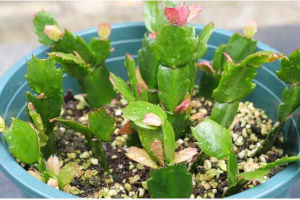 蟹爪兰花期的养护方法，每隔1个月追施一次复合肥