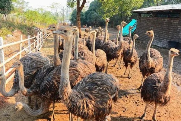 养殖鸵鸟的注意事项，选择相对安静的地方养殖