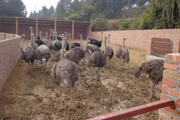 养殖鸵鸟的注意事项，选择相对安静的地方养殖
