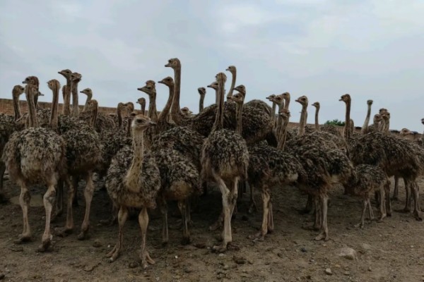 养殖鸵鸟的注意事项，选择相对安静的地方养殖