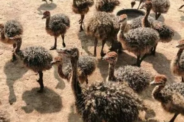 养殖鸵鸟的注意事项，选择相对安静的地方养殖