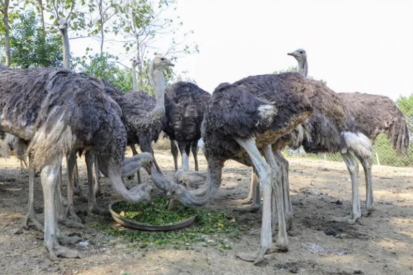 养殖鸵鸟的注意事项，选择相对安静的地方养殖