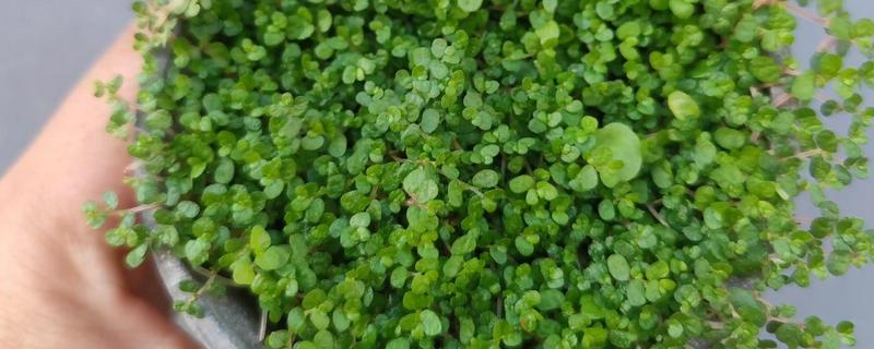 珍珠草的养殖方法，每隔1-4天用喷壶浇一次水