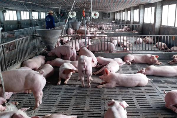 30斤猪的生长适温，以25℃左右为宜