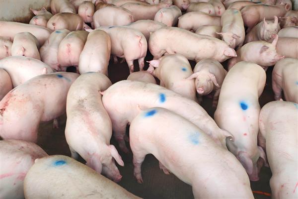 30斤猪的生长适温，以25℃左右为宜