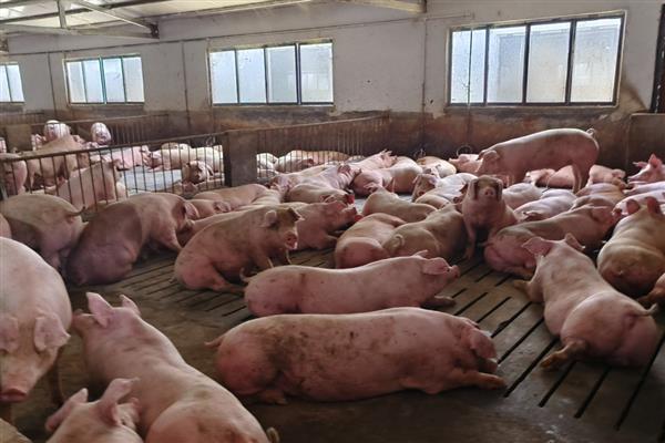 30斤猪的生长适温，以25℃左右为宜