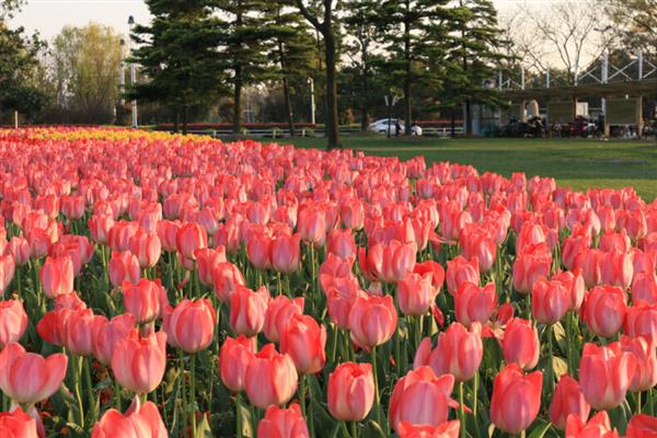 郁金香的颜色，常见黄色、白色、粉色等类型