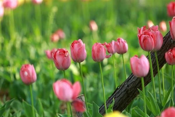 郁金香的颜色，常见黄色、白色、粉色等类型