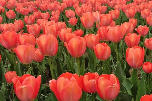 郁金香的颜色，常见黄色、白色、粉色等类型