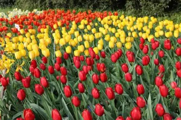 郁金香的颜色，常见黄色、白色、粉色等类型