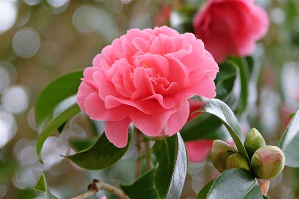 茶花从露色到开花所需时间，通常经过90多天就会开放