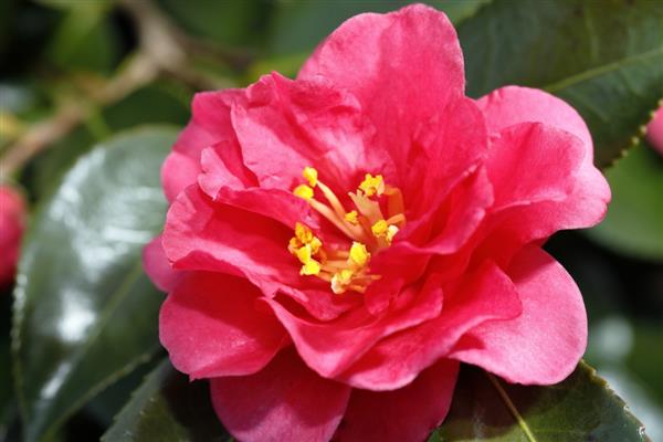 茶花从露色到开花所需时间，通常经过90多天就会开放