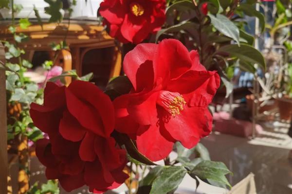 茶花从露色到开花所需时间，通常经过90多天就会开放