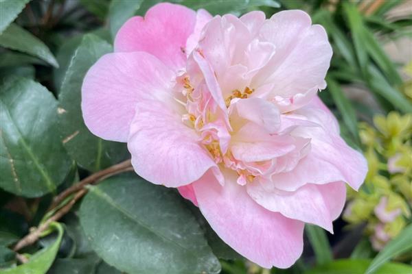 茶花从露色到开花所需时间，通常经过90多天就会开放