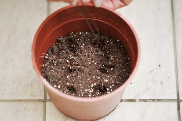 珍珠草的养殖方法，每隔1-4天用喷壶浇一次水