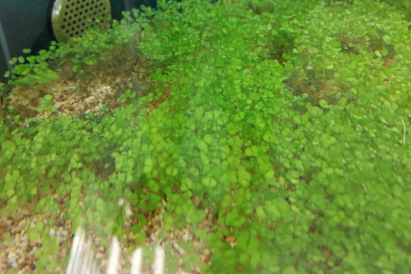 珍珠草的养殖方法，每隔1-4天用喷壶浇一次水