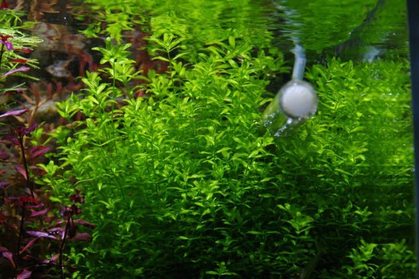 珍珠草的养殖方法，每隔1-4天用喷壶浇一次水