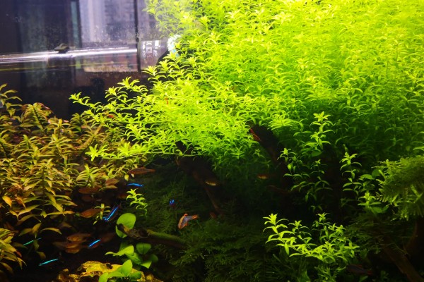 珍珠草的养殖方法，每隔1-4天用喷壶浇一次水