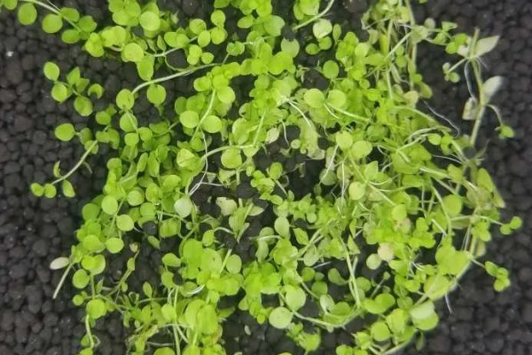 珍珠草的养殖方法，每隔1-4天用喷壶浇一次水