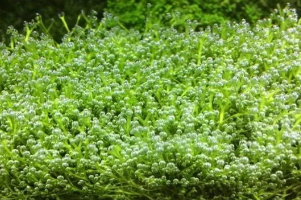 珍珠草的养殖方法，每隔1-4天用喷壶浇一次水