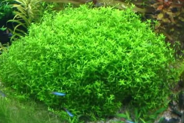 珍珠草的养殖方法，每隔1-4天用喷壶浇一次水