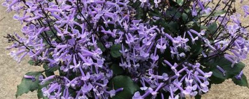 特丽莎薰衣草怎么养殖，夏季每隔3-5天浇一次水