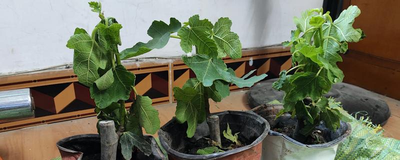 冬季怎么修剪无花果，把病虫枝、枯枝黄叶剪除