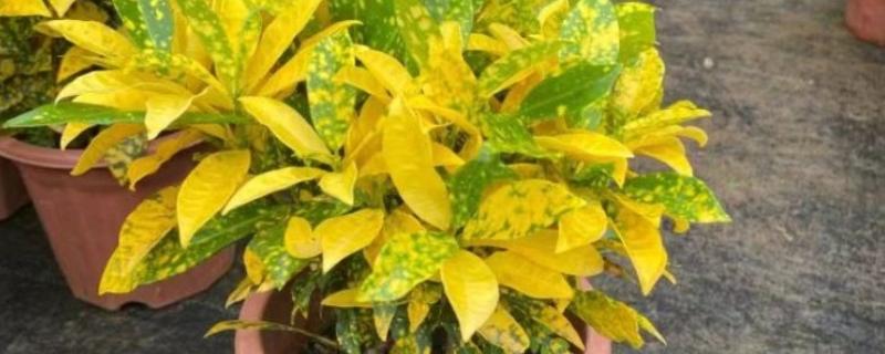 怎么养洒金榕，要求光照充足