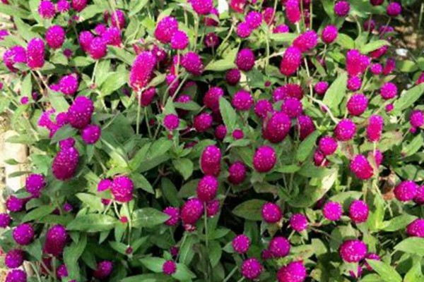 千日红有什么花语，代表美丽、不灭的爱等含义