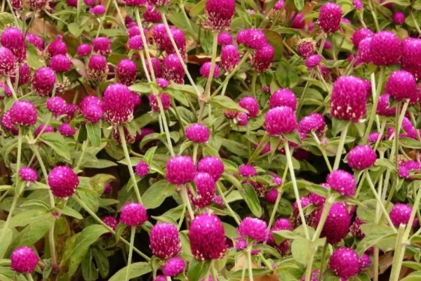 千日红有什么花语，代表美丽、不灭的爱等含义