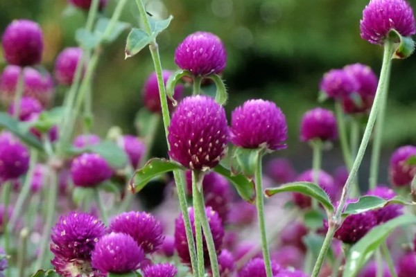 千日红有什么花语，代表美丽、不灭的爱等含义