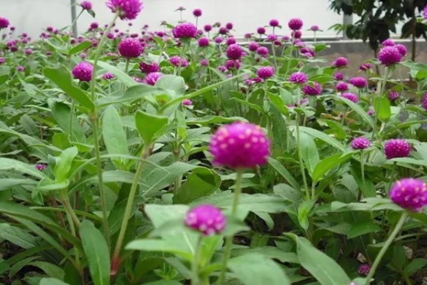 千日红有什么花语，代表美丽、不灭的爱等含义