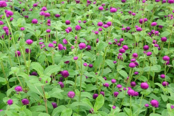 千日红有什么花语，代表美丽、不灭的爱等含义