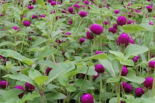 千日红有什么花语，代表美丽、不灭的爱等含义