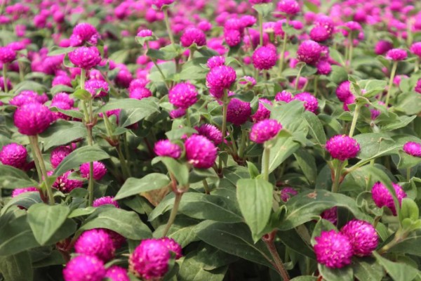 千日红有什么花语，代表美丽、不灭的爱等含义