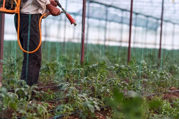 仲丁灵不能对哪些作物使用，不适用于西瓜、甜瓜等藤蔓类作物的生长期