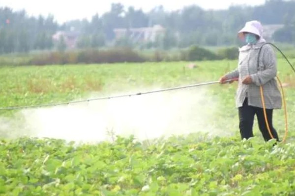 仲丁灵不能对哪些作物使用，不适用于西瓜、甜瓜等藤蔓类作物的生长期