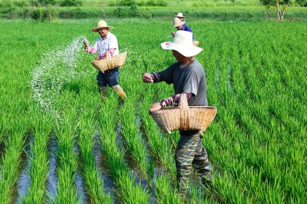 仲丁灵不能对哪些作物使用，不适用于西瓜、甜瓜等藤蔓类作物的生长期