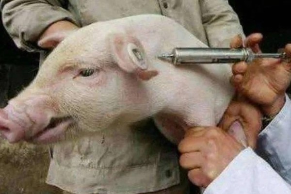 小猪出生后打什么疫苗,先打猪瘟兔化弱毒疫苗