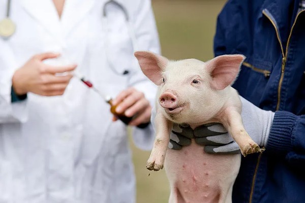 小猪出生后打什么疫苗,先打猪瘟兔化弱毒疫苗