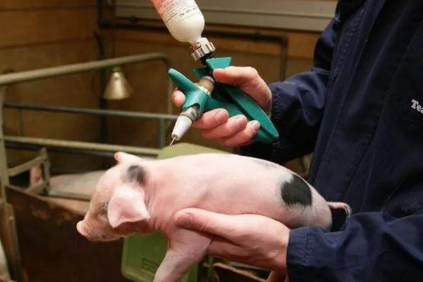 小猪出生后打什么疫苗,先打猪瘟兔化弱毒疫苗