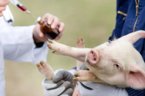 小猪出生后打什么疫苗,先打猪瘟兔化弱毒疫苗