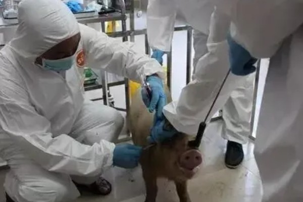 小猪出生后打什么疫苗,先打猪瘟兔化弱毒疫苗