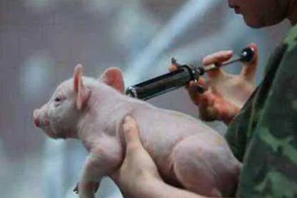 小猪出生后打什么疫苗,先打猪瘟兔化弱毒疫苗