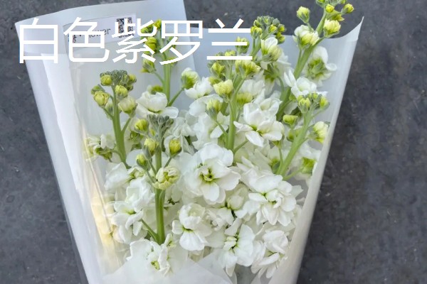 清明节用哪种花，可以用菊花、百合花等
