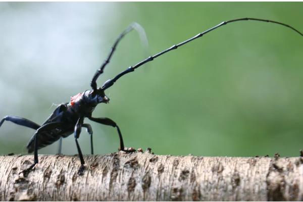 桃红颈天牛简介，主要分布于江苏、浙江等地