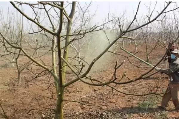 桃红颈天牛简介，主要分布于江苏、浙江等地